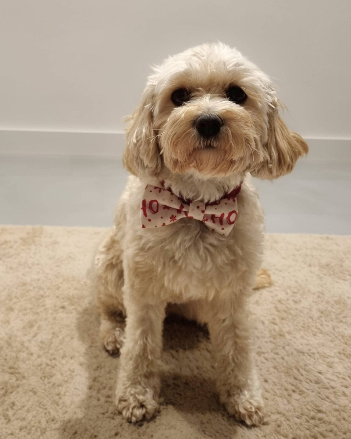 Weihnachtsfliege für Hunde – Ho Ho Ho