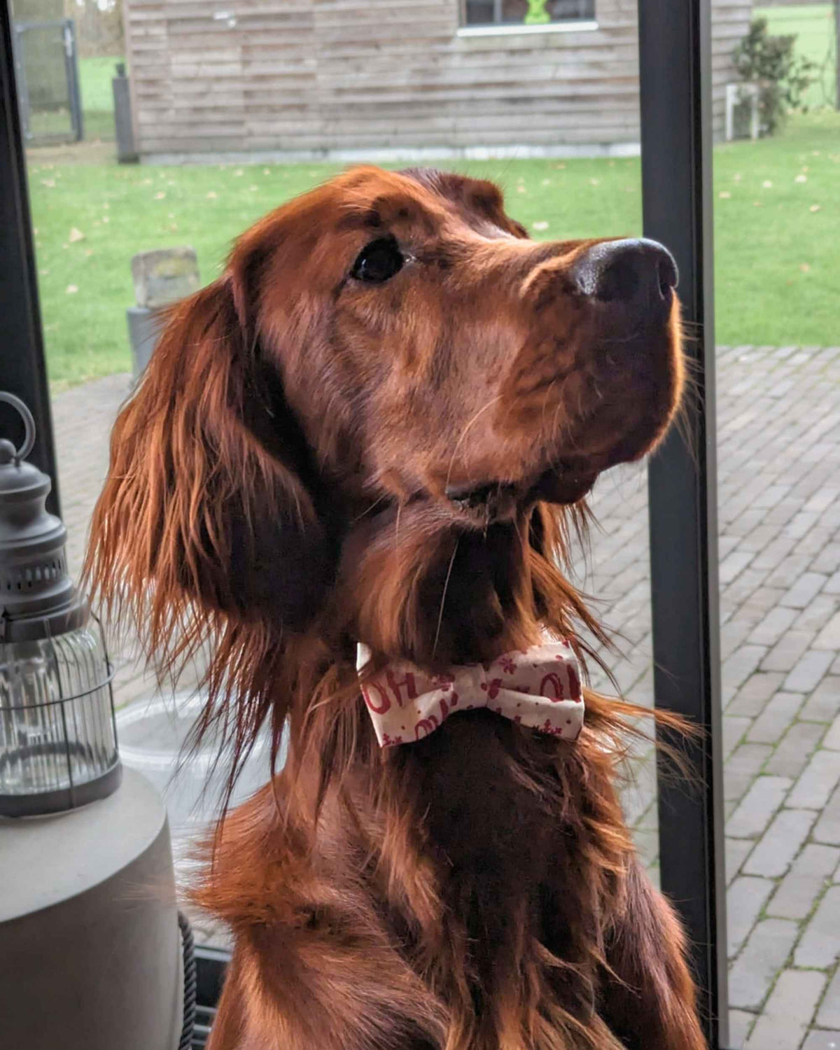 Weihnachtsfliege für Hunde – Ho Ho Ho